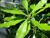 A bush next to fuller labs