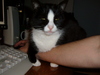 <philip> GIVE ME THE BOWL OF ICECREAM OR THE ARM GETS IT.
