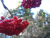 2006-11-25_0046
