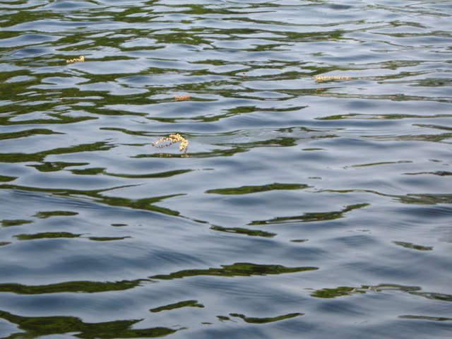 2007-05-27_0049