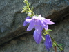 2007-07-06_0001