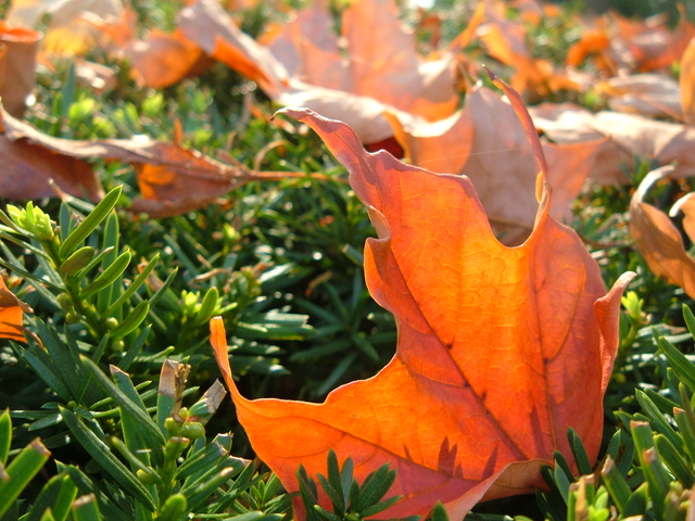 2007-10-06_0003