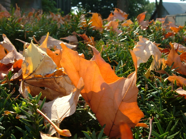 2007-10-06_0004