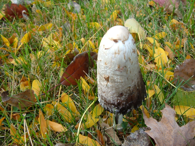 2007-10-28_0001