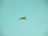 2008-05-25_0062
