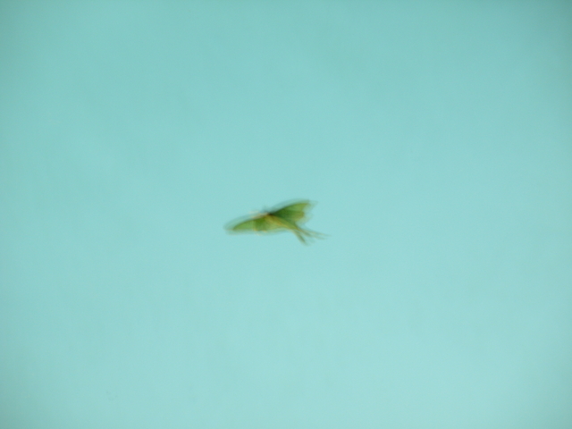 2008-05-25_0062