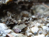 2008-07-04_0012
