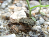 2008-07-04_0013