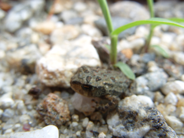 2008-07-04_0013