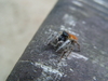 2008-07-04_0022