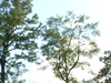 2008-08-03_0016