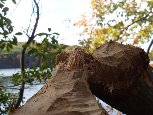 2008-10-18_0033