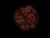 2009-01-30_0002