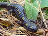 Ambystoma maculatum - Spotted Salamander