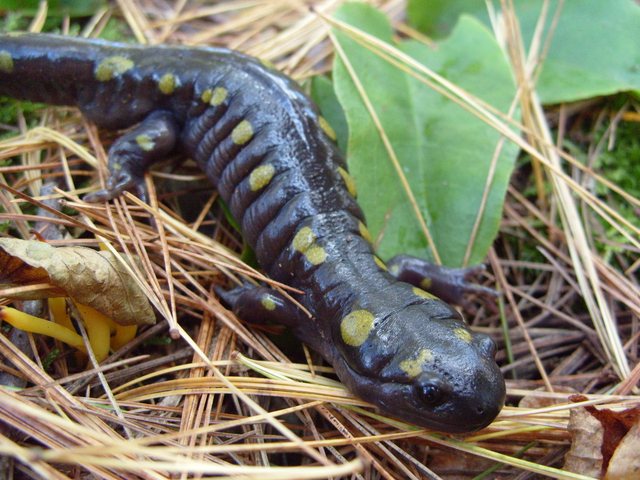 Ambystoma maculatum - Spotted Salamander