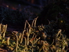 2009-11-01_0046