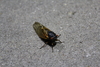 2011-06-04_0011